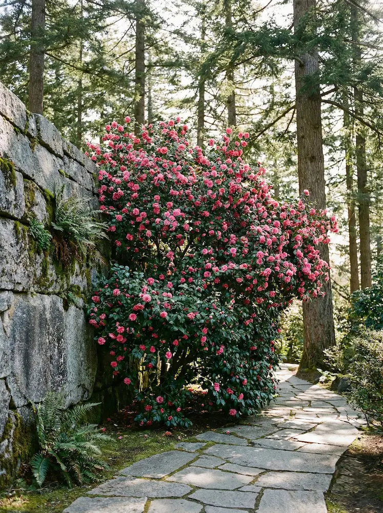 Preciosa camelia rosa en flor destacando sobre un muro rústico de piedra de granito en un jardín de la sierra.