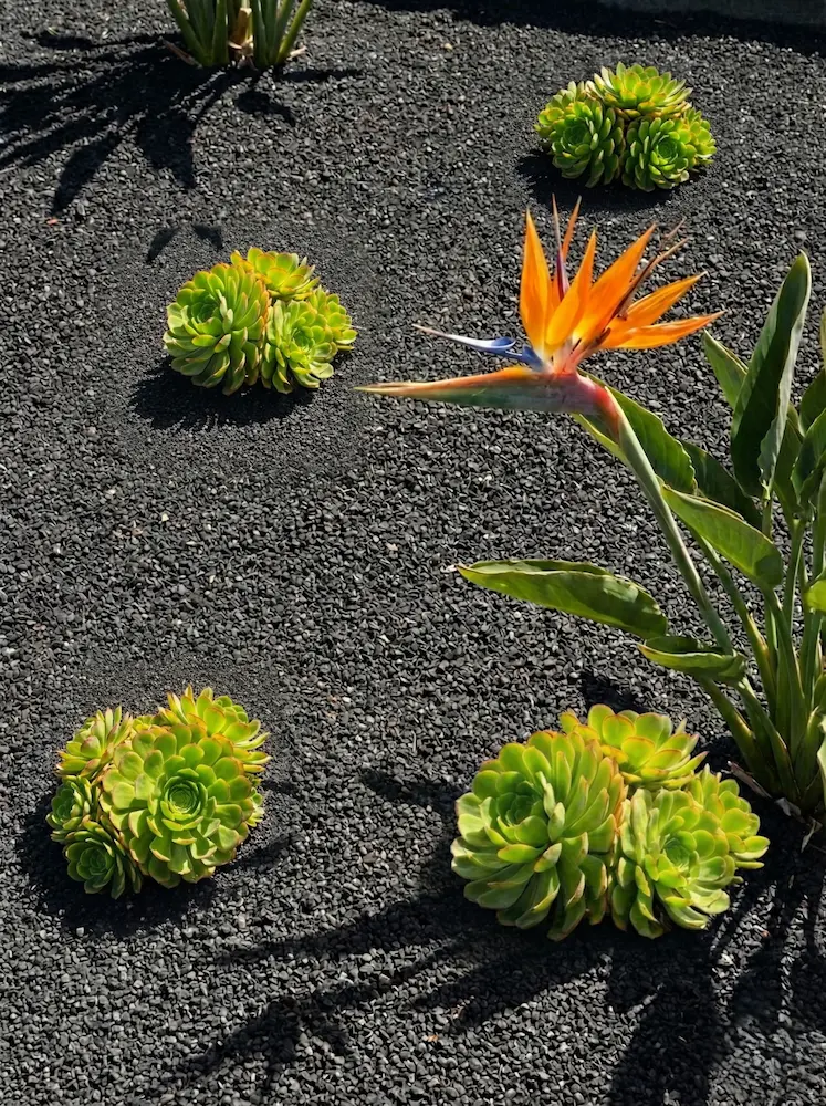 Detalle de paisajismo con acolchado de gravilla volcánica negra (picón), suculentas aeonium y una exótica flor ave del paraíso.