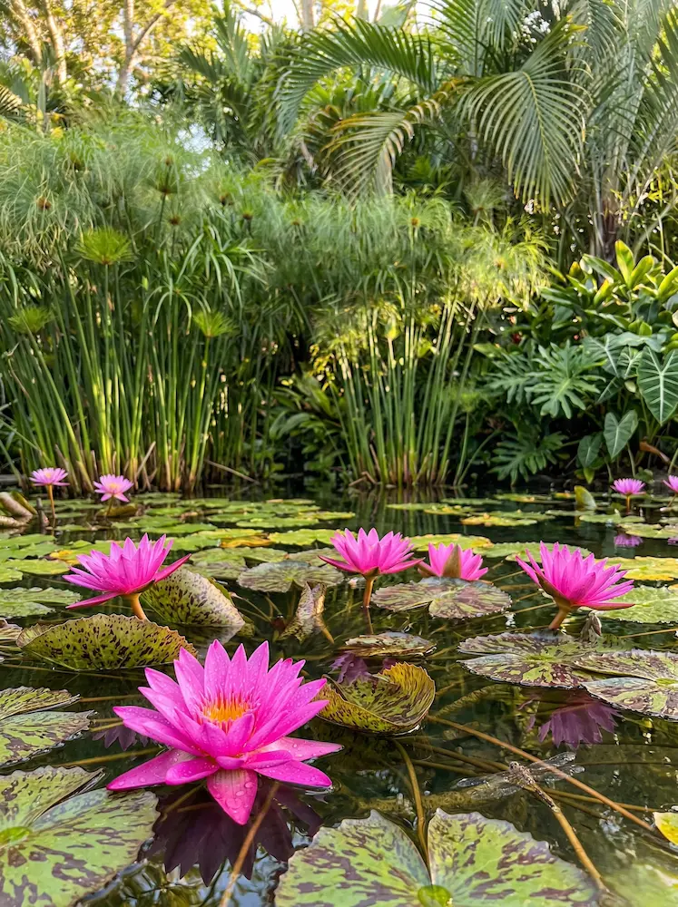 Detalle de estanque en jardín tropical