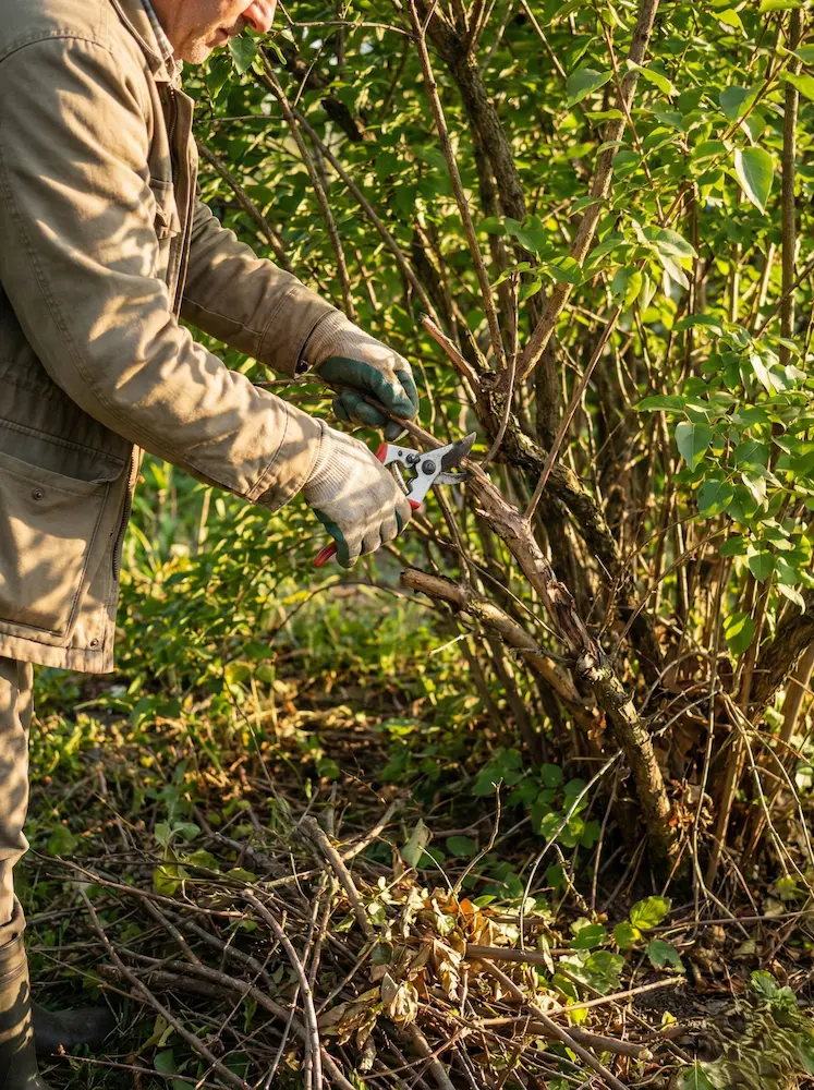 poda de final de invierno y limpieza de ramas rotas