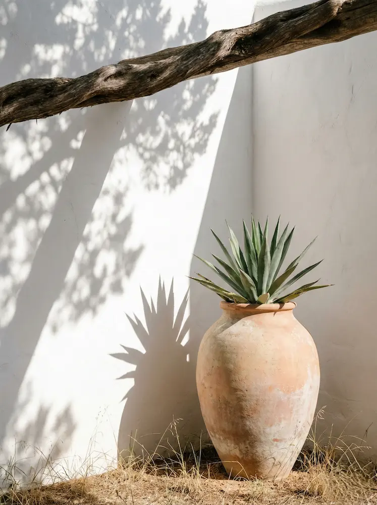 Detalle de paisajismo ibicenco con planta escultural de agave en maceta de terracota sobre un fondo de pared rústica encalada blanca.