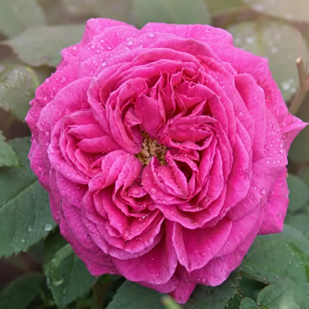 rosa antigua madame isaac pereire