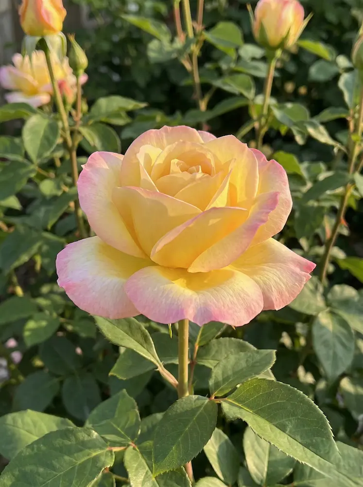 Rosa Meiland "Peace yelow"