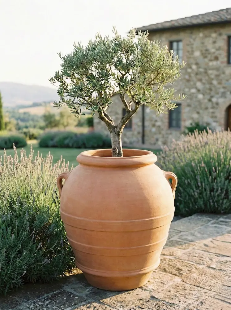 vasija de terracota con ejemplar de mini bonsai de olivo