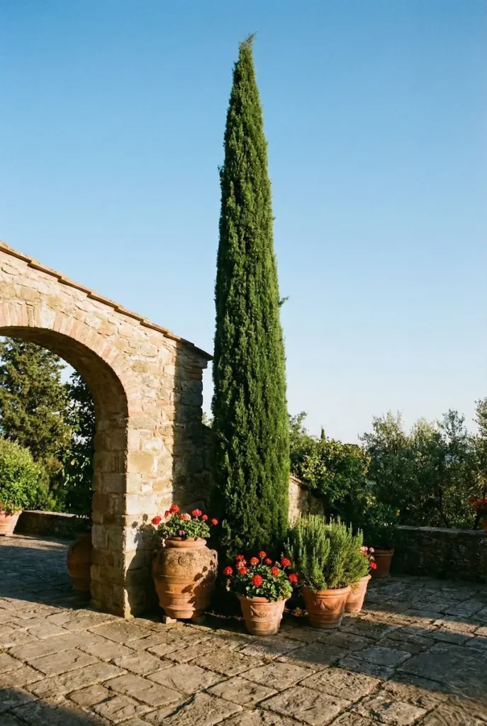 ciprés sempervirens situado en lugar destacado junto a la casa