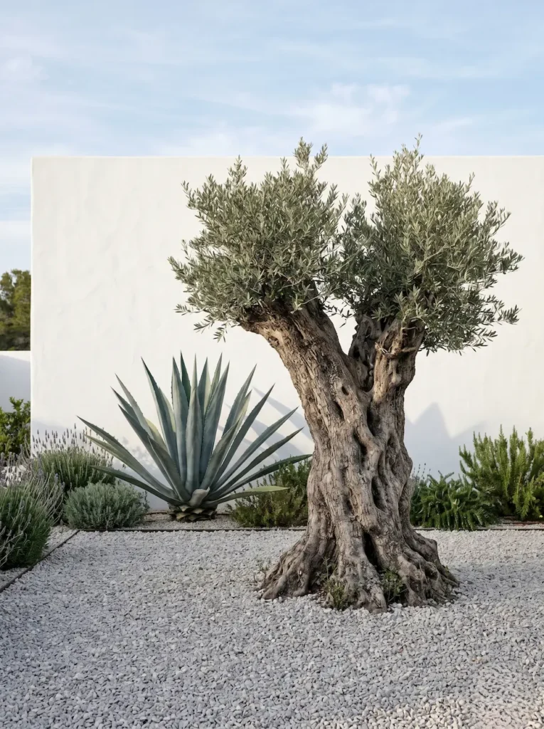 Composición xerofítica de alto estándar profesional protagonizada por el tronco retorcido de un olivo Olea europaea y la geometría de un agave Agave americana contrastando sobre un muro blanco puro