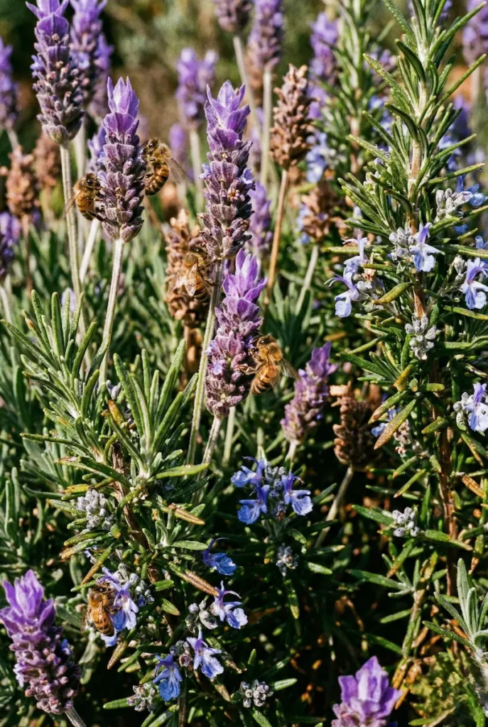 aromáticas en flor, romeros y lavandas sinfonía de olor