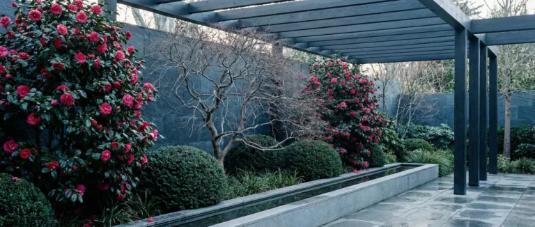 zona de sombra con camelias acer japonica y boj bola, pérgola de madera y acequia
