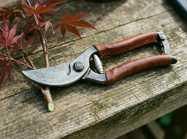 tijera de mano para el pinzado de los ejemplares de arces y otros