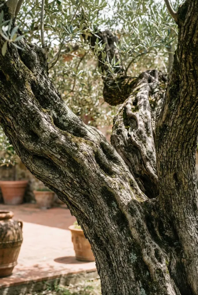 tronco de olivo centenario protagonista primero en cualquier jardín mediterráneo