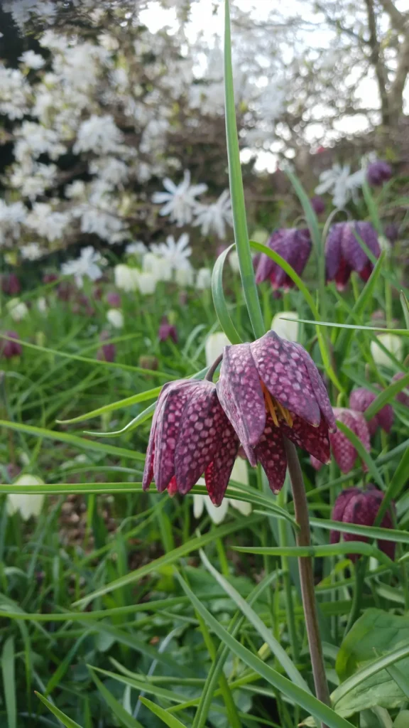 fritillaria meleagris