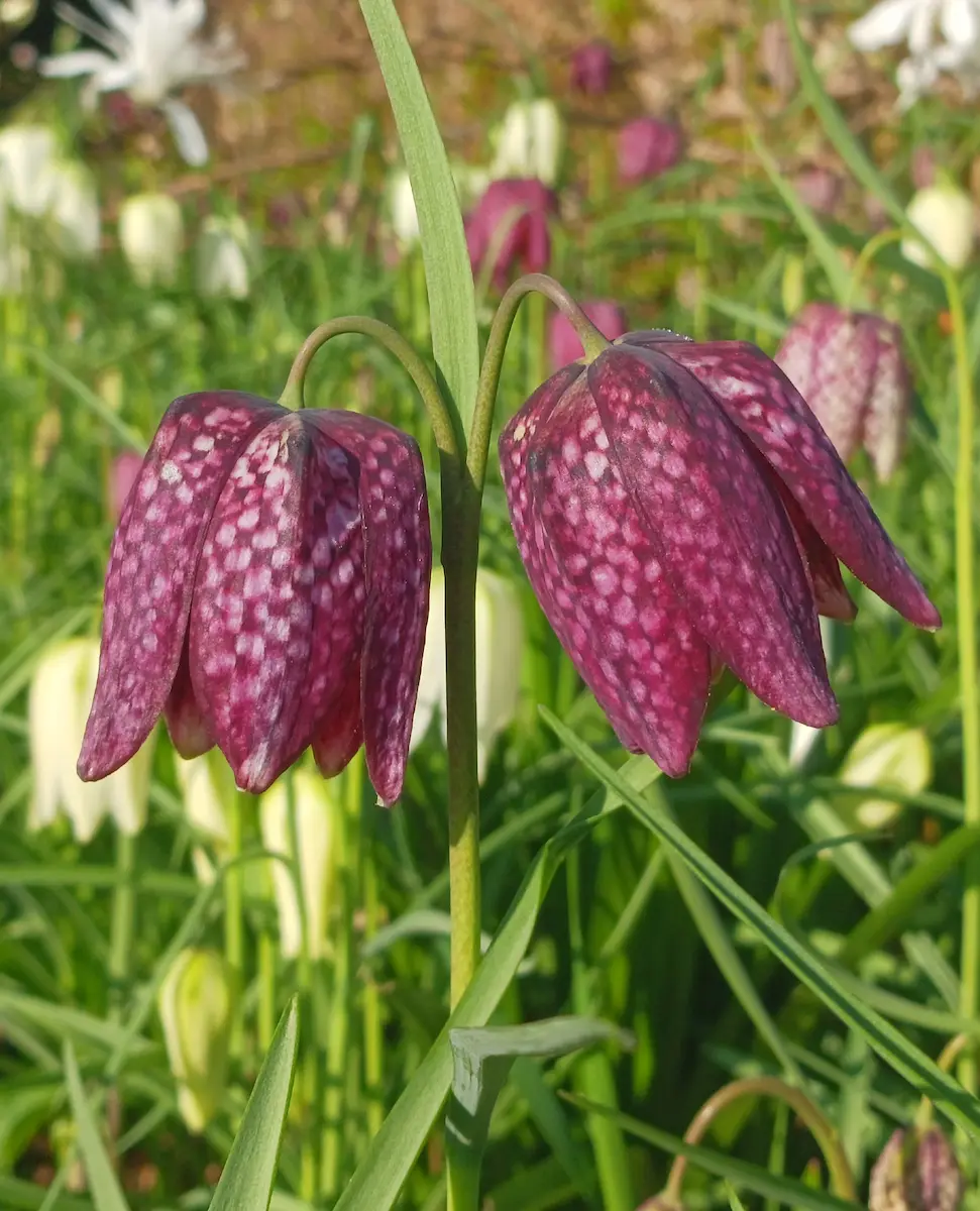 Primer plano de Fritillaria meleagris naturalizada en el césped de un jardín histórico.