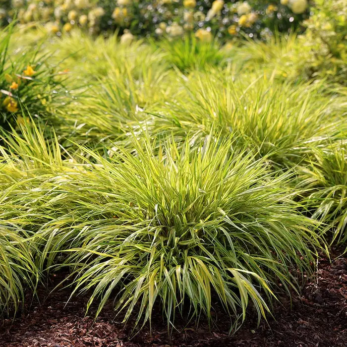 Hakonechloa macra ‘Aureola’