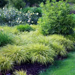 Hakonechloa macra ‘Aureola’ en grupo macizo