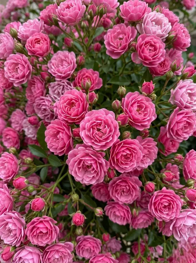 Famoso por sus racimos masivos de pequeñas rosas dobles de color rosa suave que cubren la planta por completo.