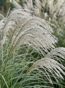 Gramínea Miscanthus sinensis Gracillimus de hojas finas y porte elegante en un jardín.