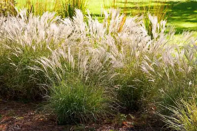 Miscanthus sinensis ‘Little Kitten’
