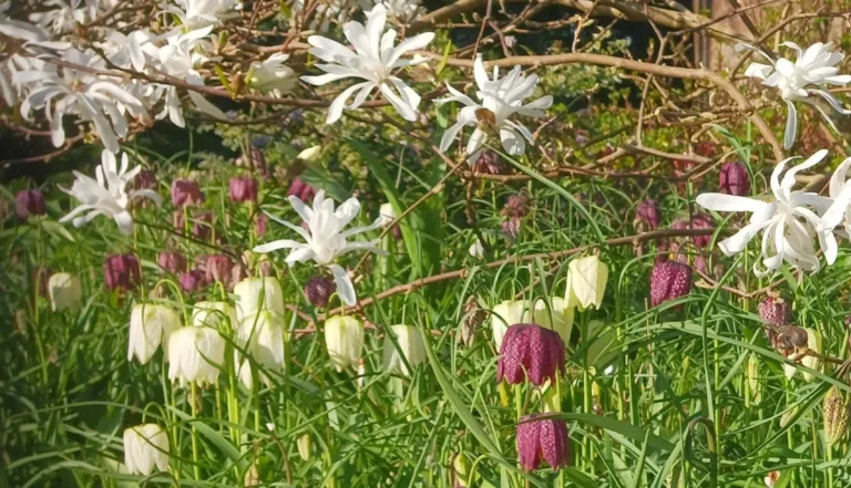 Composición de diseño paisajístico con Magnolia stellata y Fritillaria meleagris en Worth Park, Inglaterra.