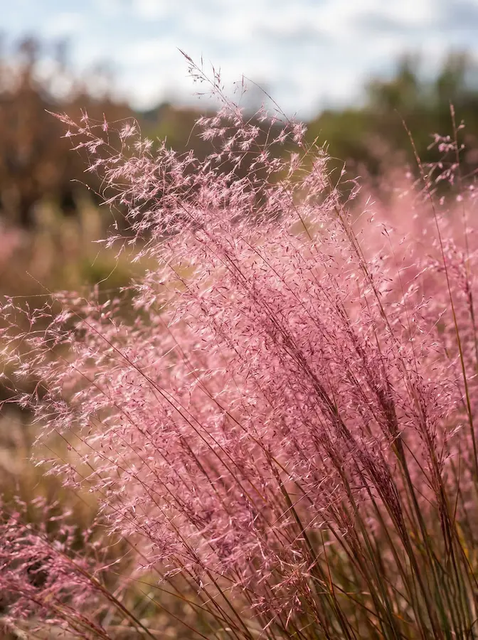 Gramínea Muhlenbergia capillaris creando un efecto de nube rosa intenso en el jardín otoñal.