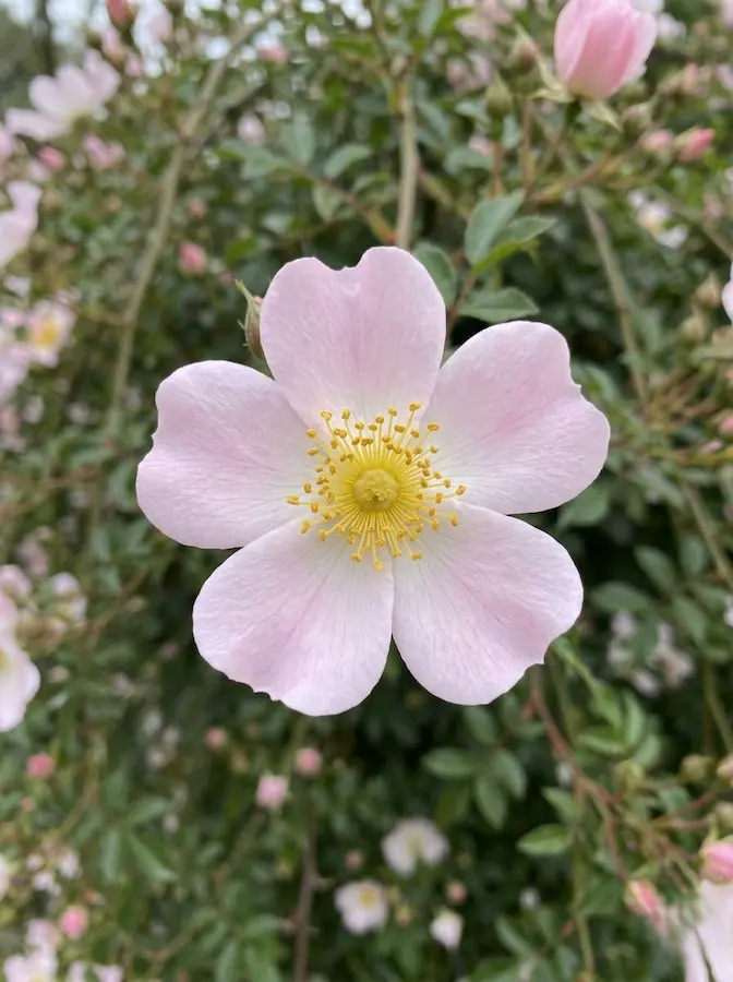 Un rosal de origen japonés con flores sencillas (de cinco pétalos) de color rosa