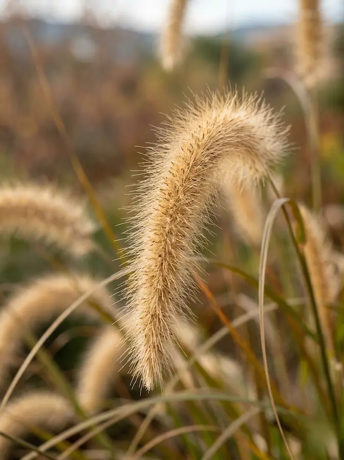 Planta Pennisetum alopecuroides con sus características espigas suaves en forma de plumero.