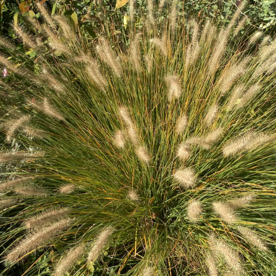 pennisetum alopecuroides Hamelin