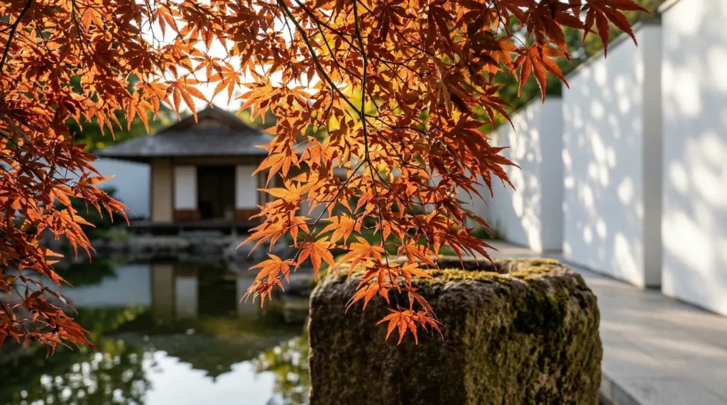 acer palmatum en patio