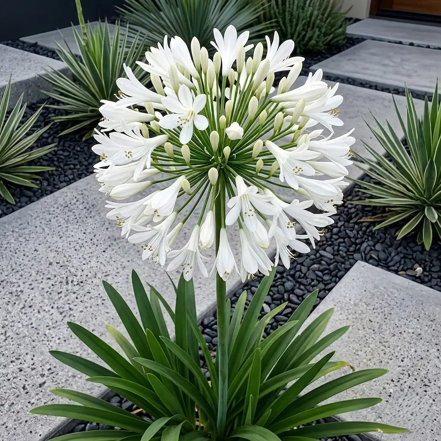 agapanthus una planta completa e imprescindible en cualquier jardín