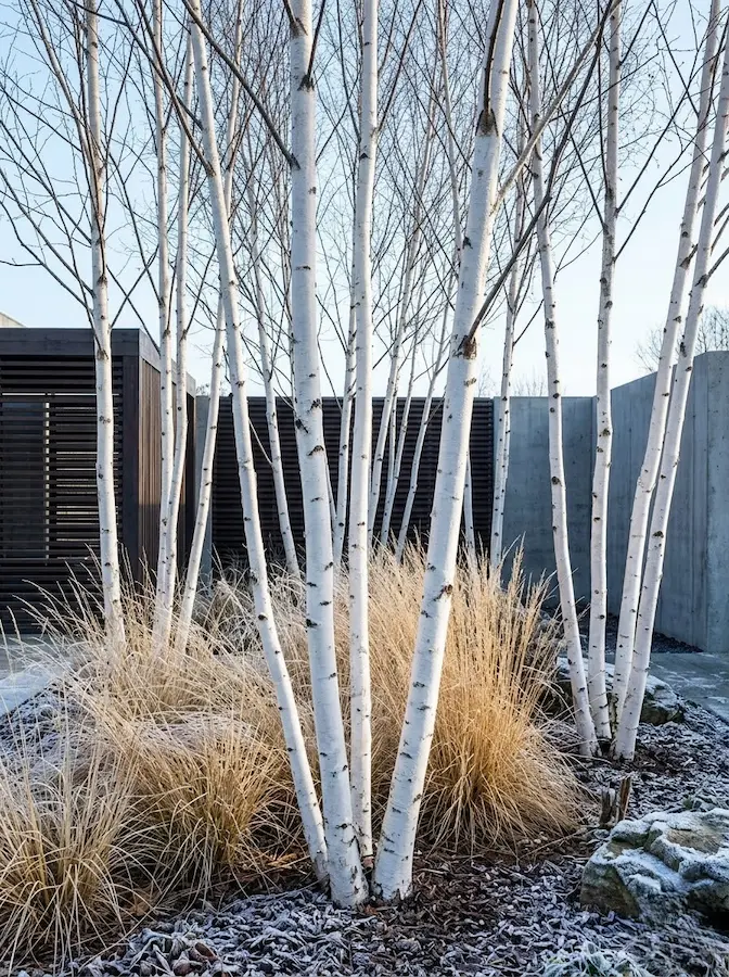 El flujo estético del Betula es puramente vertical y gráfico. Funciona de manera extraordinaria cuando se planta en grupos de tres o cinco