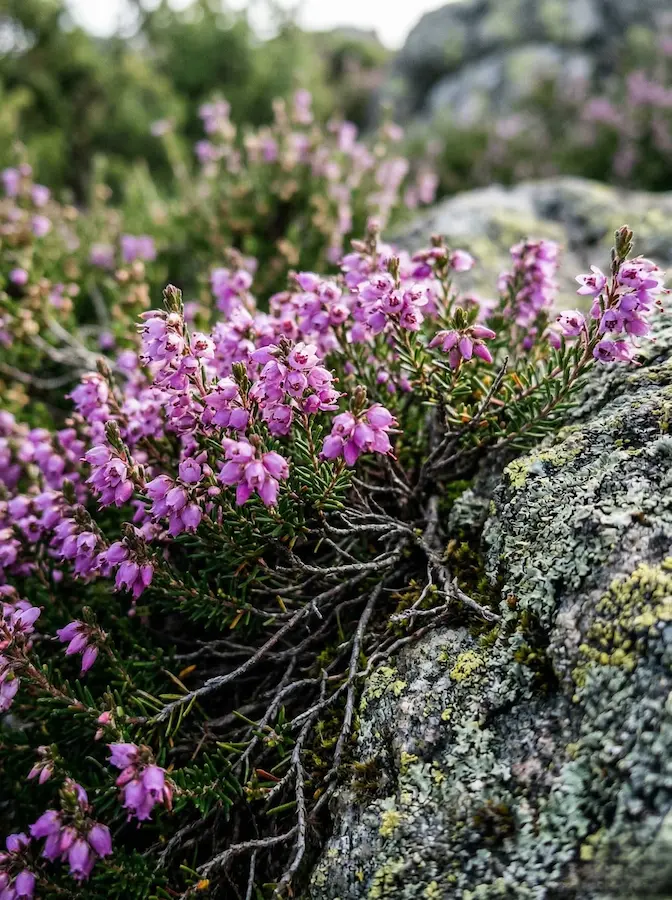 El brezo no solo se asienta sobre el terreno, sino que parece emerger de él