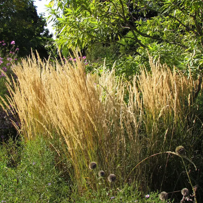 Calamagrostis x acutiflora ‘Karl Foerster’