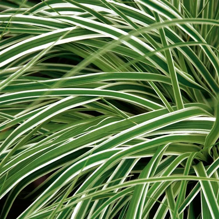 Carex oshimensis ‘Everest’