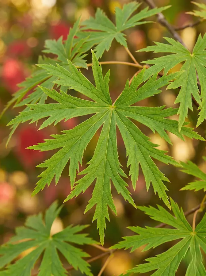 acer acontinifolium, caracterizado por sus lóbulos profundamente incisos que evocan la forma de un helecho de gran tamaño