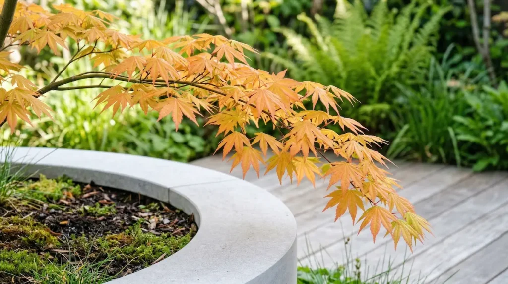 acer orange dream detalle