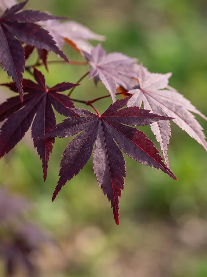 detalle hoja de acer blood good