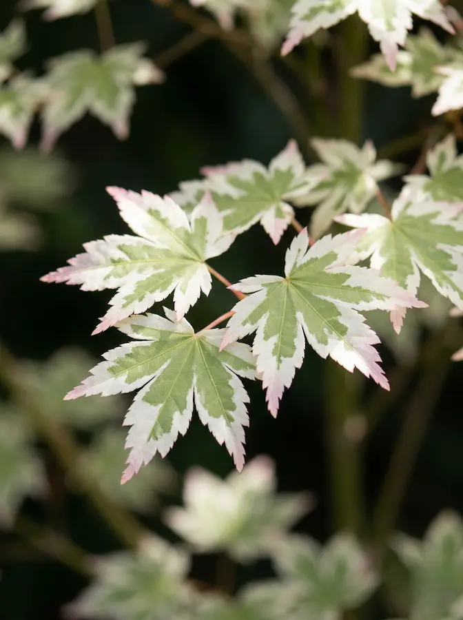 Acer palmatum 'Butterfly' (Variegación e Irregularidad)
