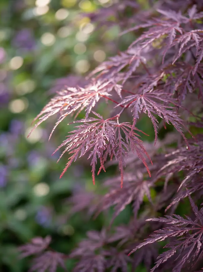 La caída en cascada de su follaje dissectado sobre la piedra genera un contraste de materiales excepciona