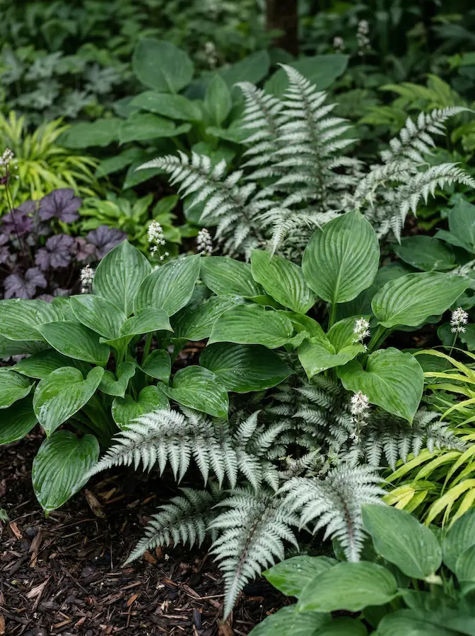 especies de hoja ancha y brillante, como las Hostas o las Aspidistras, junto a la delicadeza plumosa de los helechos