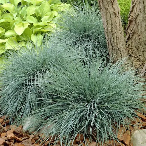 Festuca glauca ‘Elijah Blue’