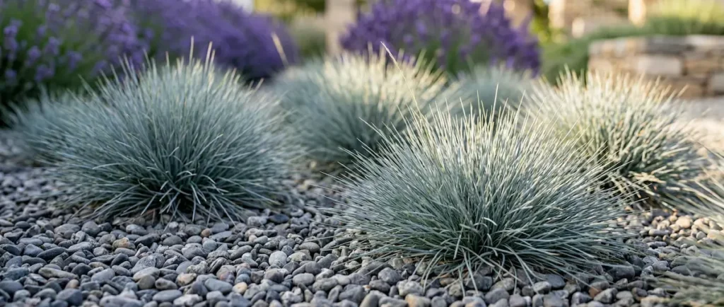 festuca glauca un cojín azulado en el jardín