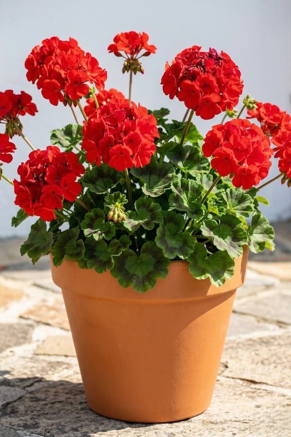 geranio zonale rojo en maceta de terracota