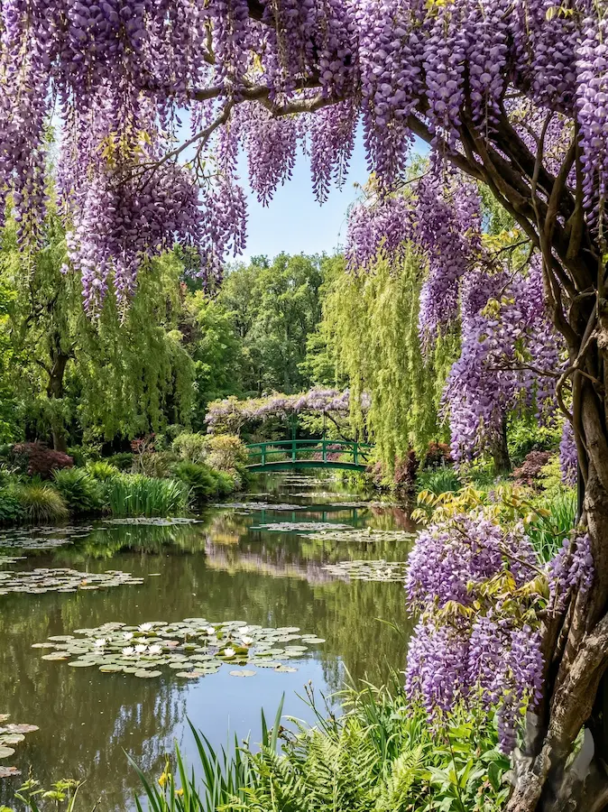 primer plano funciona como un marco orgánico que jerarquiza la vista hacia el puente japonés. Jardines Giverny Monet