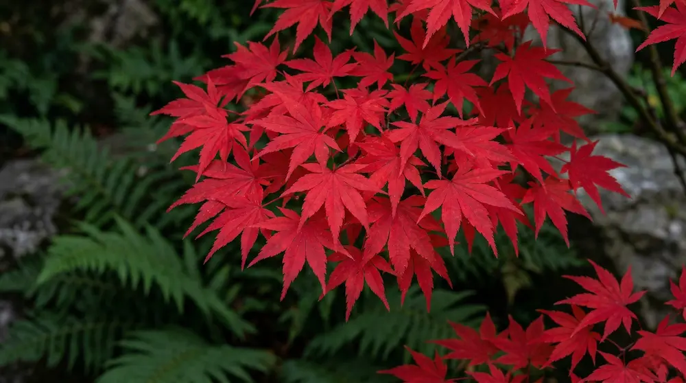 hoja de acer osakazuki detalle