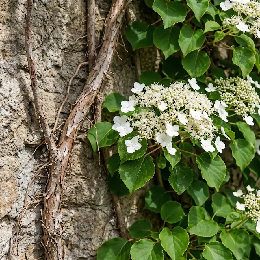 hortensia trepadora elegante para zonas de sombra