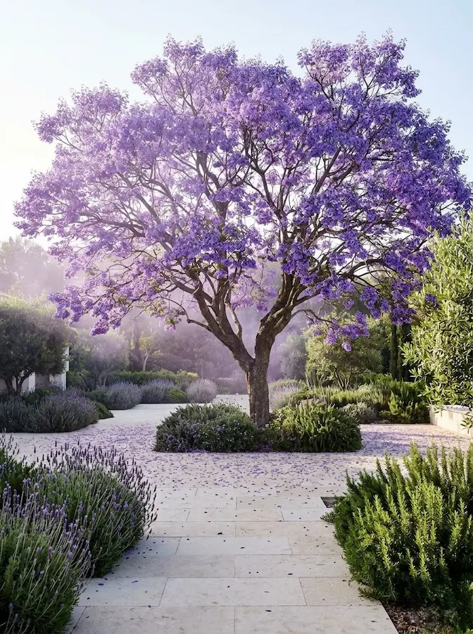 La Jacaranda no impone una sombra densa, sino que tamiza la luz de forma delicada a través de sus hojas bipinnadas