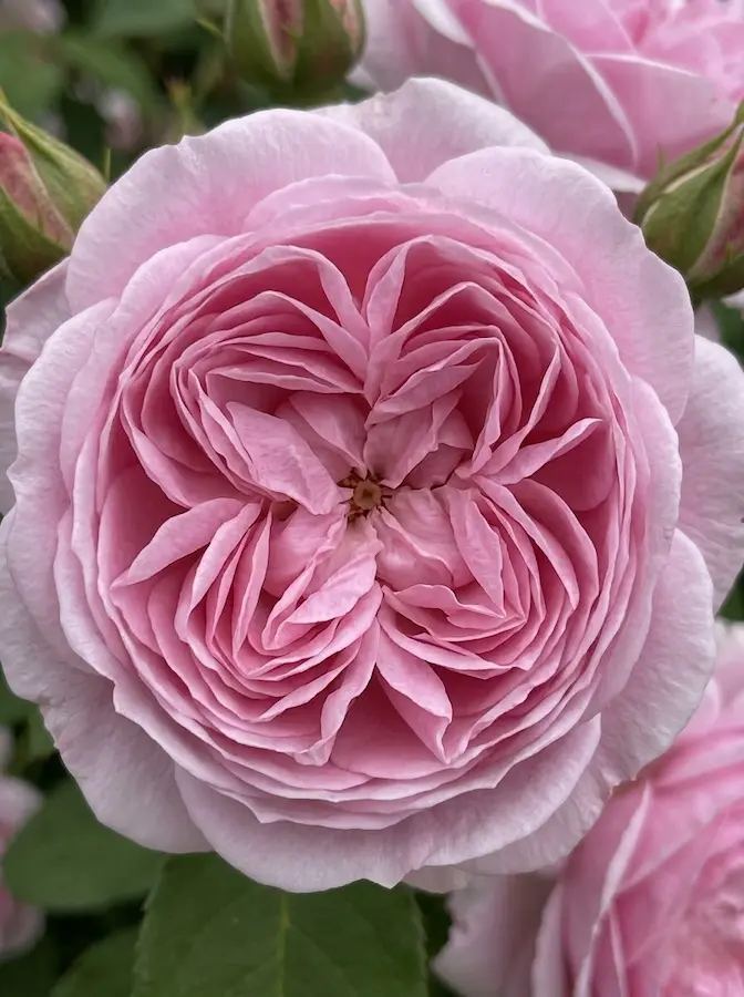 Una rosa de porte compacto y erguido que destaca por la perfección de su forma.