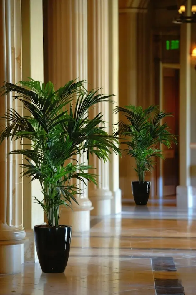 kentia en ambiente elegante con columnas clásicas