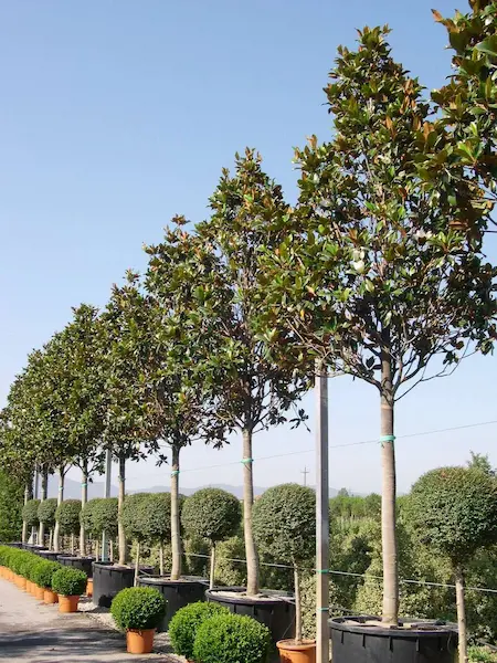 magnolia copada en vivero 