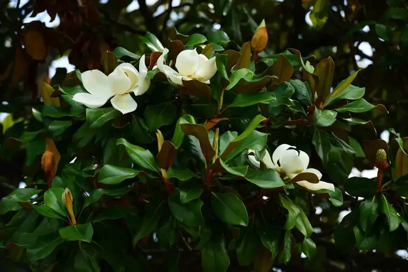 detalle de hoja y flor de magnolia grandiflora, elegancia aromática