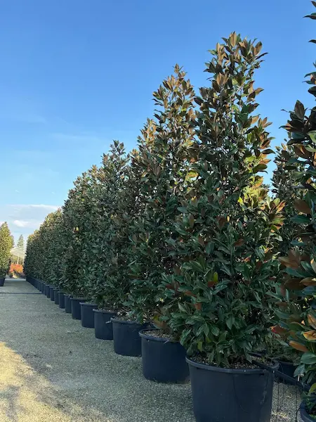 magnolia formada en cono de 4 metros de altura en vivero